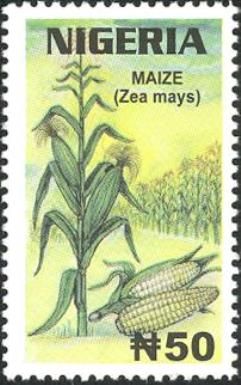 Maize