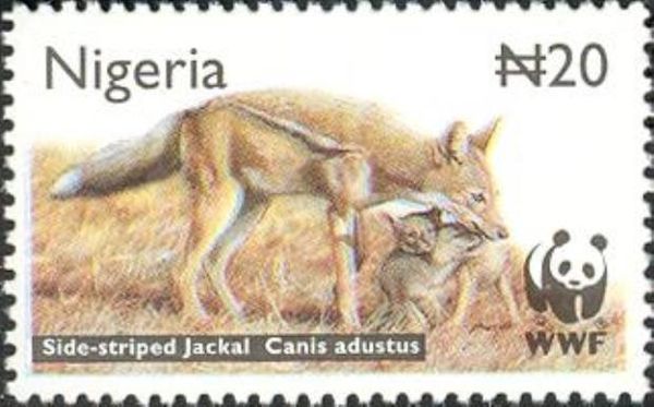 Side-striped Jackal (Canis adustus)