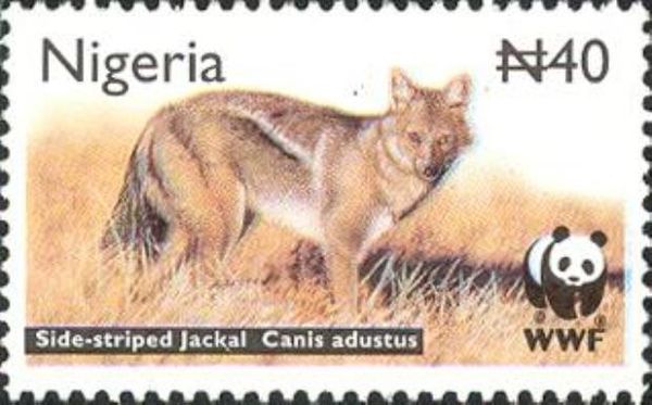 Side-striped Jackal (Canis adustus)