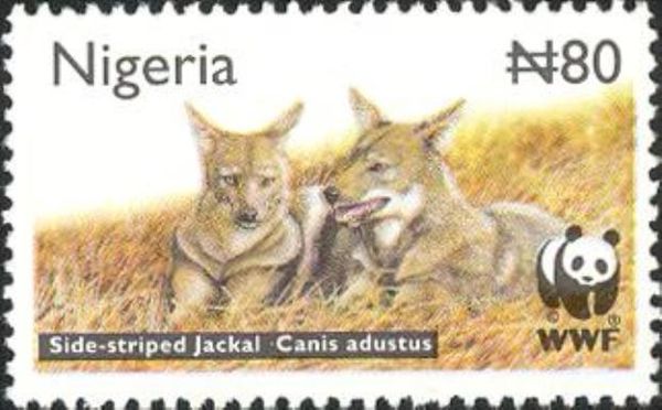 Side-striped Jackal (Canis adustus)