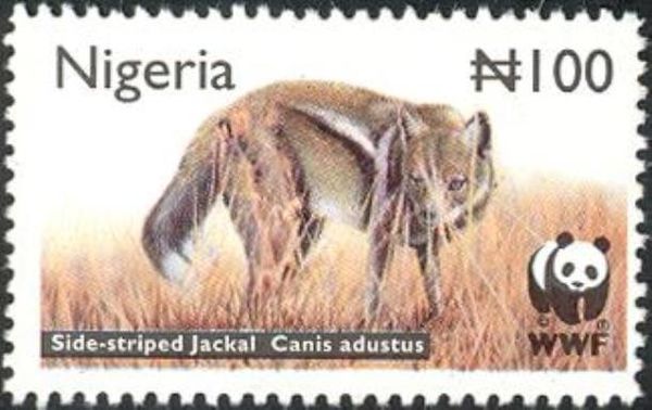 Side-striped Jackal (Canis adustus)