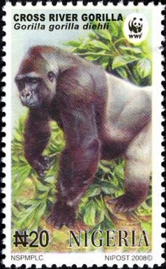 Cross River Gorilla (Gorilla gorilla diehli) 
