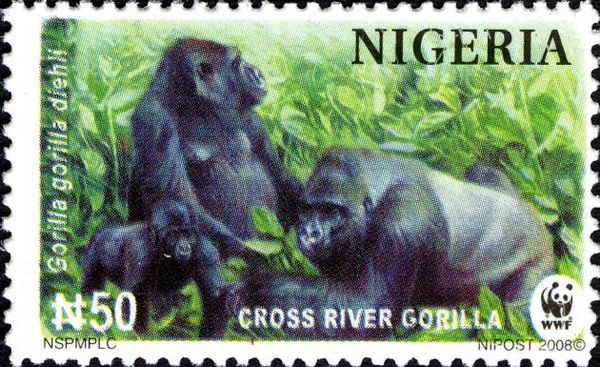 Cross River Gorilla (Gorilla gorilla diehli)