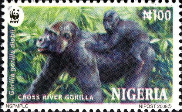 Cross River Gorilla (Gorilla gorilla diehli)