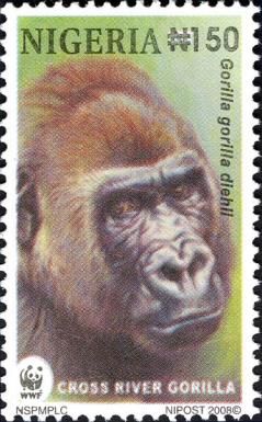 Cross River Gorilla (Gorilla gorilla diehli)