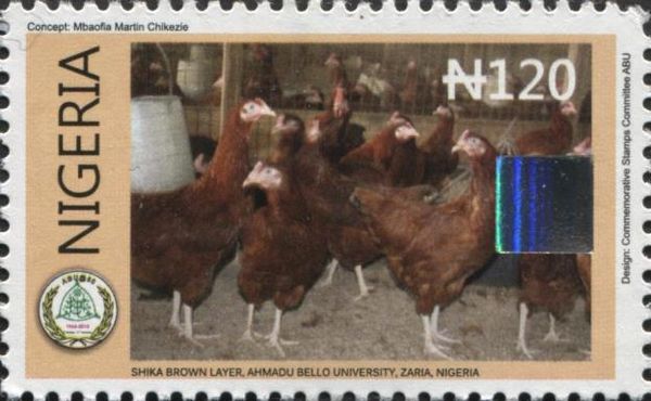 Shika brown chickens - perf 13