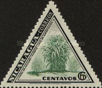 Sugar cane