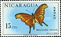Ruddy Daggerwing (Megalura peleus)