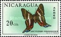 Jurgensen's Doctor (Ancyluris jurgensenii)