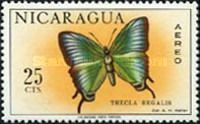 Regal Hairstreak (Thecla regalis)