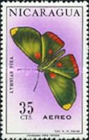 Butterfly (Lymnias pixa)