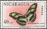 Dido Longwing (Metamorpha dido)