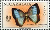 Cleomestra Leafwing (Ananea cleomestra)