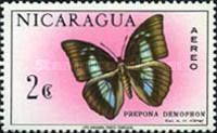 One-spotted Prepona (Prepona demophon)