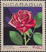 Rosa hybr.