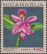 Cattleya skinneri