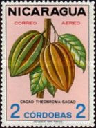 Cocoa (Theobroma cacao)