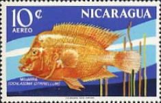 Cichlasoma citrinellum