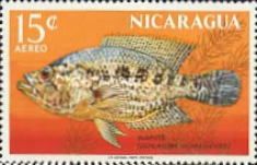 Cichlasoma nicaraguensis