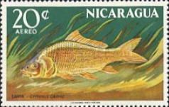 Cyprinus carpio