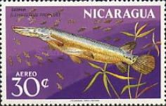 Lepisosteus tropicus