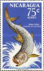 Tarpon (Megalops atlanticus)