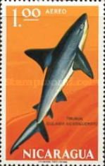 Carcharhinus nicaraguensis