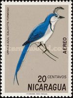 White-throated Magpie-Jay (Calocitta formosa)