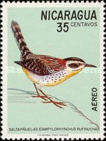 Rufous-naped Wren (Campylorhynchus rufinucha)