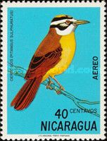 Great Kiskadee (Pitangus sulphuratus)