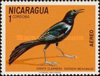 Great-tailed Grackle (Cassidix mexicanus)