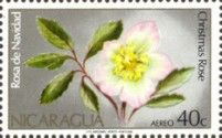 Rose of Christmas