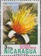 Jilinjoche (Paguira insignis)