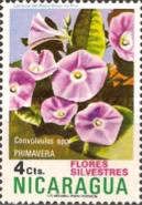 Convolvulus spp