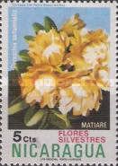 Matiare (Pereschia autumnalis)