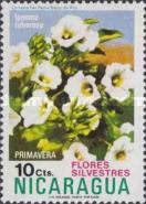 Ipomoea tuberosa
