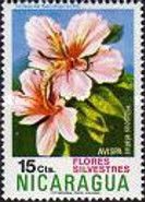 Hibiscus elatus