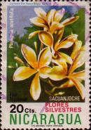 Plumeria acutifolia