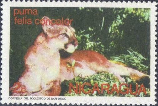 Cougar (Felis concolor)