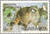 Raccoon (Procyon lotor)