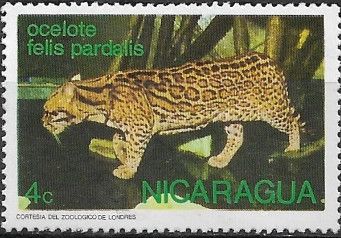 Ocelot (Felis pardalis)
