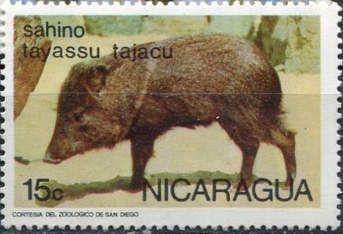 Collared Peccary (Tayassu tajacu)