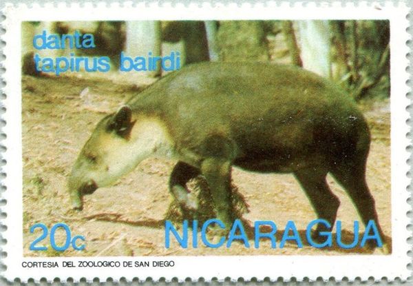 Baird's Tapir (Tapirus bairdii)