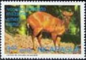 Red Brocket (Mazama americana)