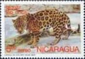 Jaguar (Panthera onca)