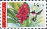 Red Ginger (Alpinia purpurata), Broad-tailed Hummingbird....