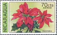 Pastora or Poinsettia (Euphorbia pulcherrima)
