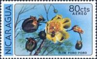 Poro poro (Gustavia superba)