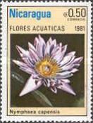 Nymphaea capensis
