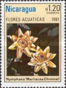 Nymphaea "Marliacea Chromat"